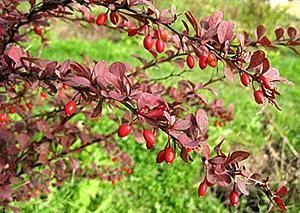 Agracejo de hojas rojas