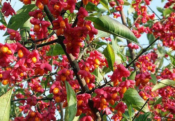 Las bayas de Euonymus no son comestibles