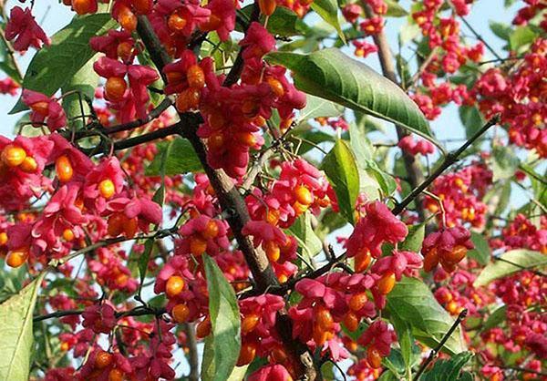 Les baies d'Euonymus ne sont pas comestibles