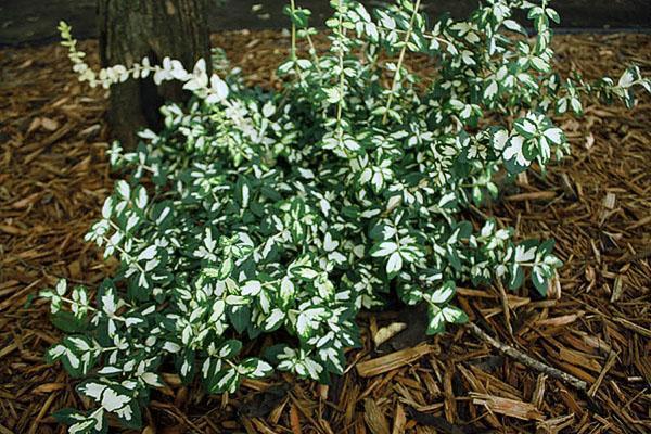 El euonymus de Fortune se presta bien para dar forma