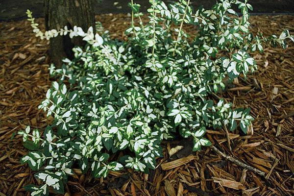 L'euonymus de Fortune se prête bien à la mise en forme