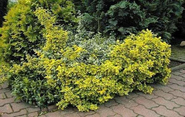 Euonymus ama los lugares sombreados