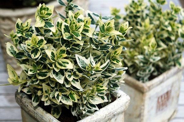 Euonymus en una olla