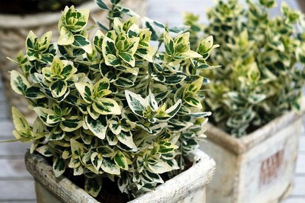 Euonymus dans un pot