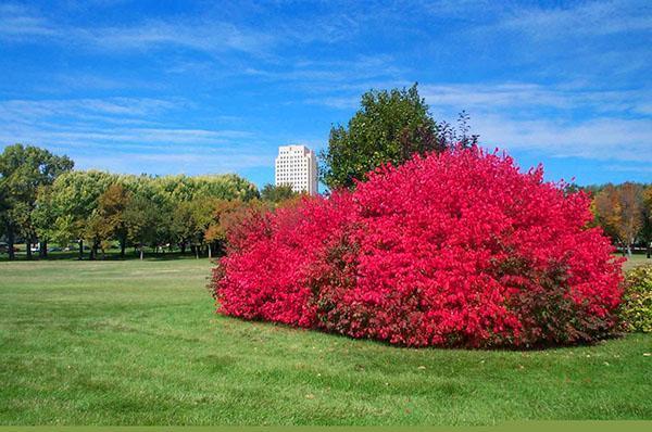 Euonymus incroyablement beau