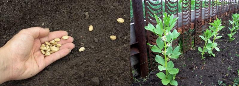 sélection d'un site pour planter des haricots