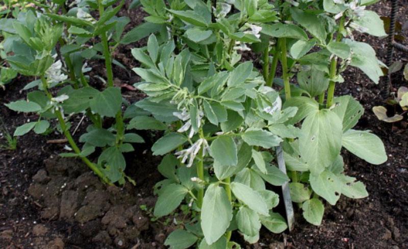 planter et entretenir des haricots en plein champ sans abri