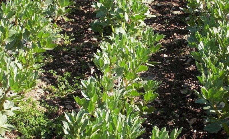 planter des haricots en rangées