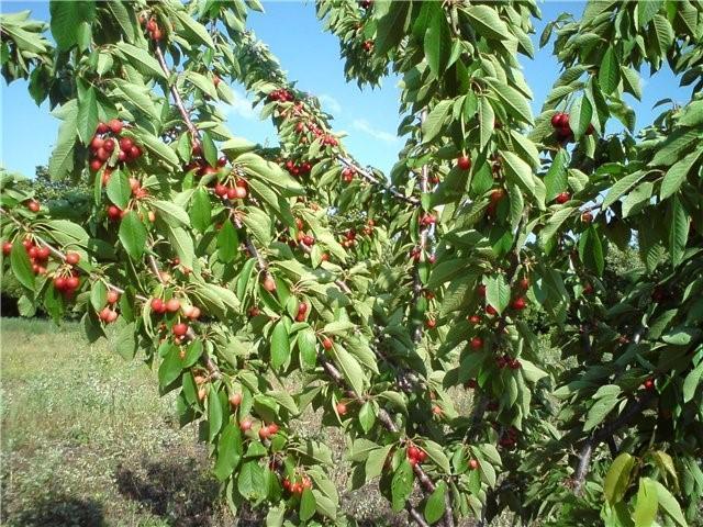 cerezas en su casa de verano