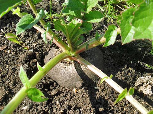 El rábano negro crece en el jardín del jardinero.