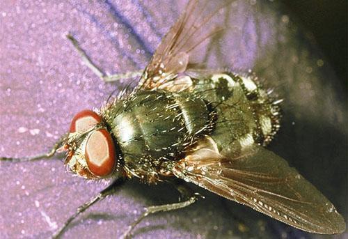 La mosca de la zanahoria es una de las plagas del rábano.