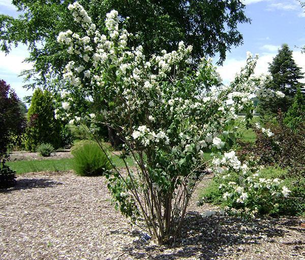 plantar y cuidar la corona mock-orange