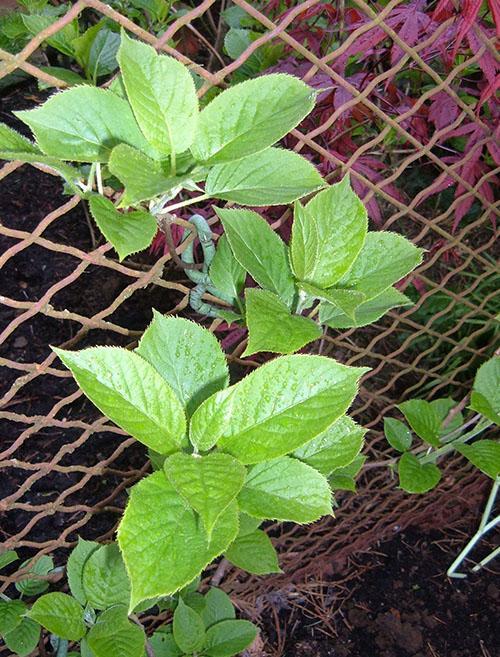 formación de arbustos de actinidia