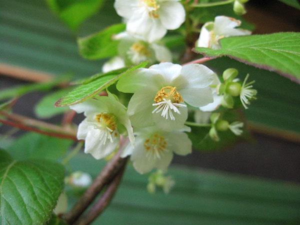 delicada floración de actinidia