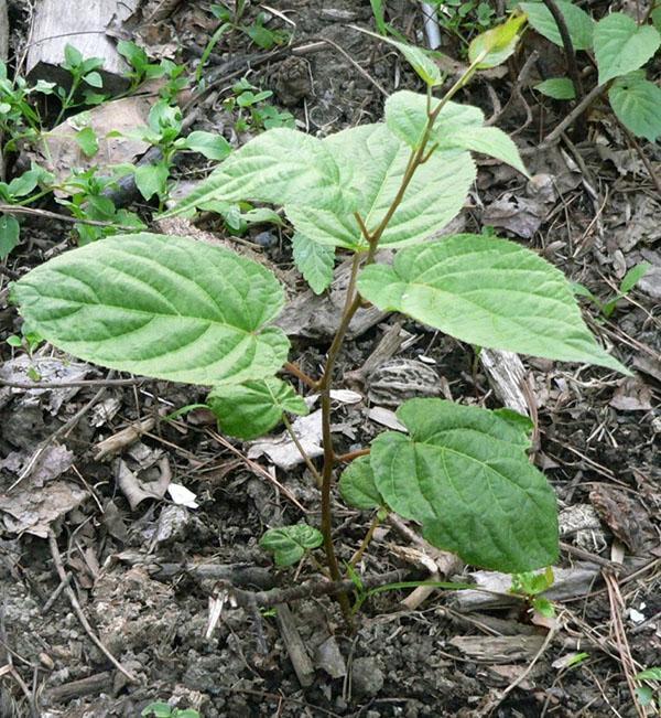 actinidia de siembra de primavera