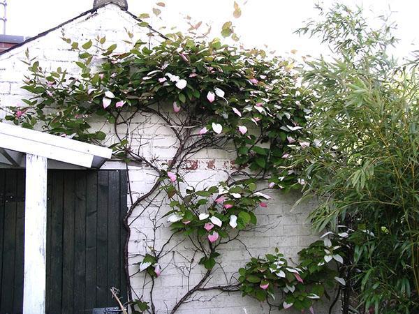 actinidia cerca de la pared de la casa