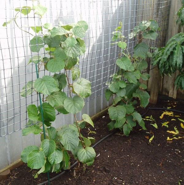 cuidado de actinidia joven