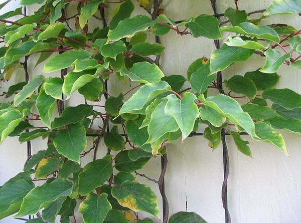 actinidia sur un treillis spécial