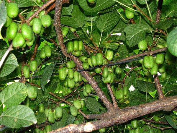 alto rendimiento de actinidia