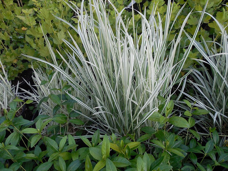 planta resistente a las heladas