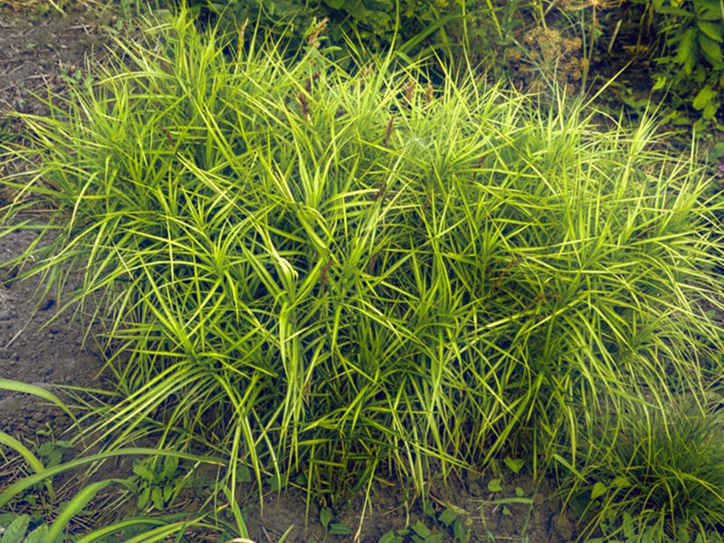 juncia de hojas de palmera