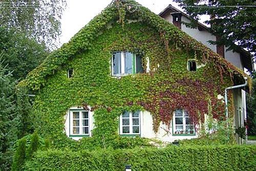 Raisins de fille sur le mur de la maison