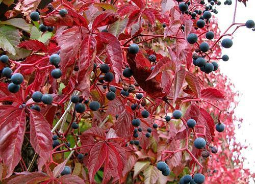 Vue d'automne des raisins de fille