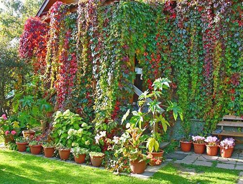 Décorer les murs de la maison avec des raisins de fille