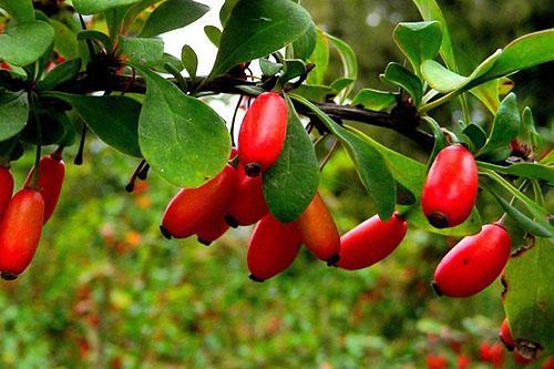 Goût inhabituel de fruits d'épine-vinette