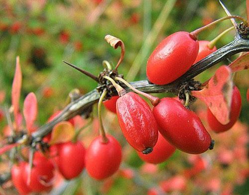 Il est nécessaire de récolter les fruits et de procéder à la taille.