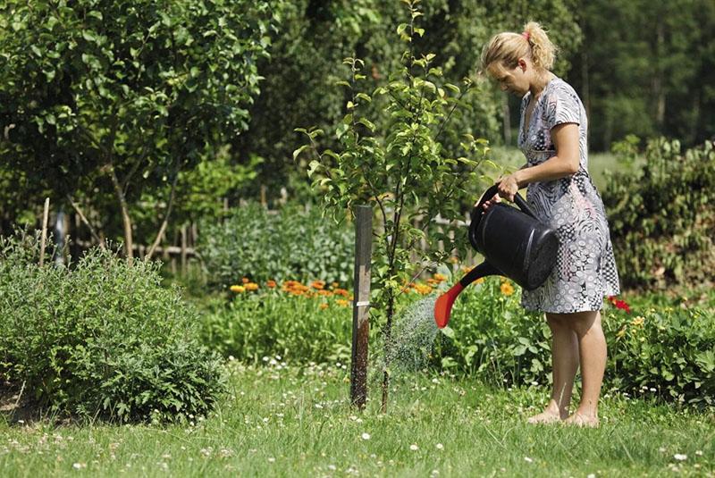 regando el manzano en el jardín