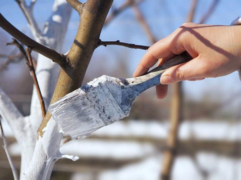 préparer le pommier pour l'hiver