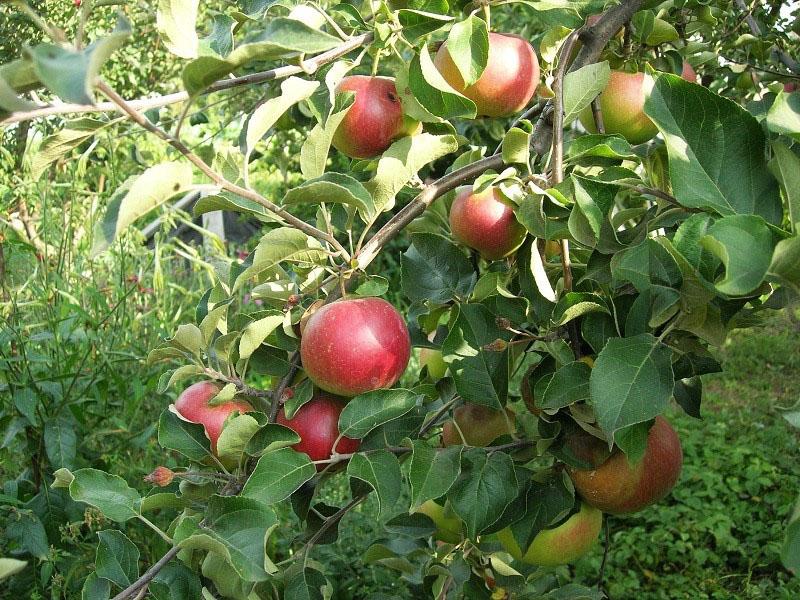 características de la variedad de manzana Lobo