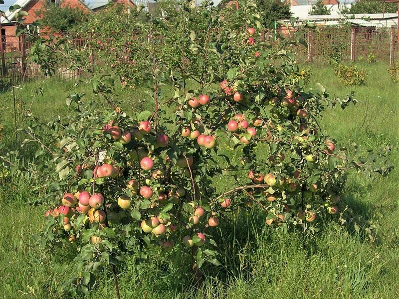 plantation et entretien du pommier lobo