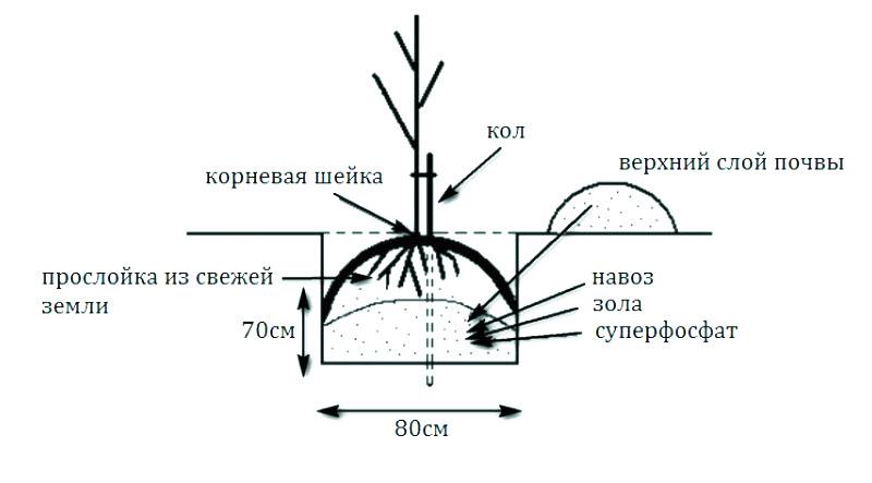 reglas de plantación de manzanas