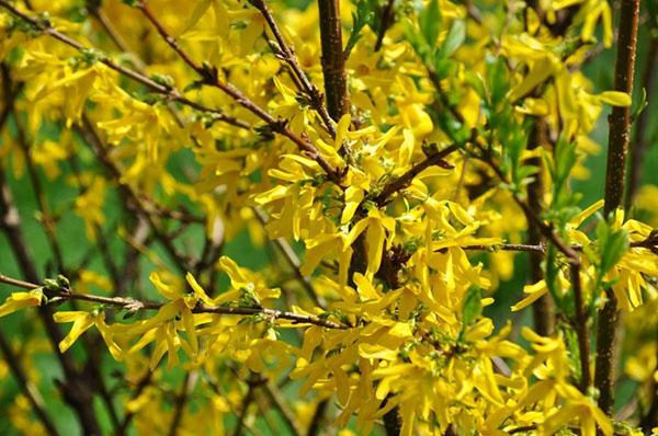 Forsythia Fortune