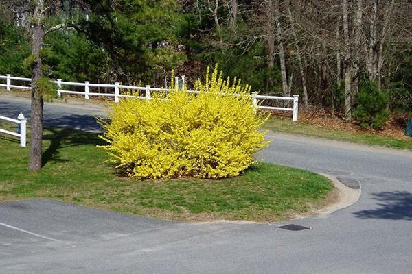 Forsythia de Siebold