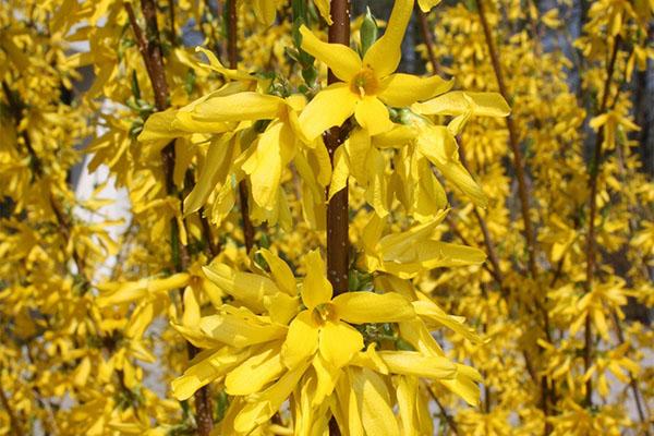 Forsythia Lindwood