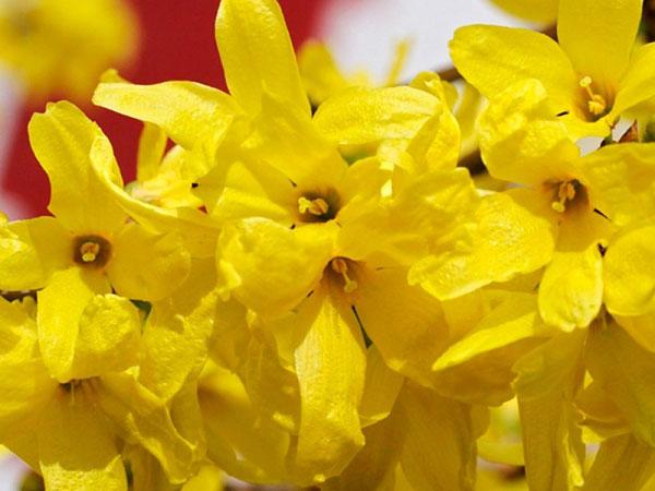 Forsythia Beatrix Farrand