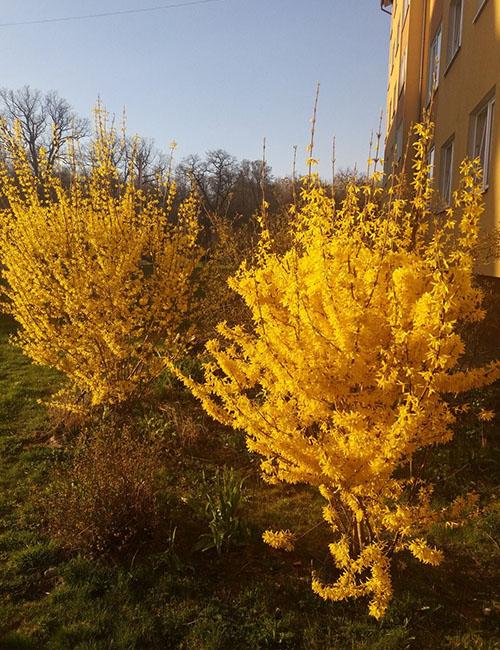 plantar y cuidar forsitia en los suburbios