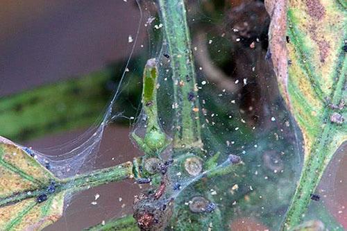 ácaro araña