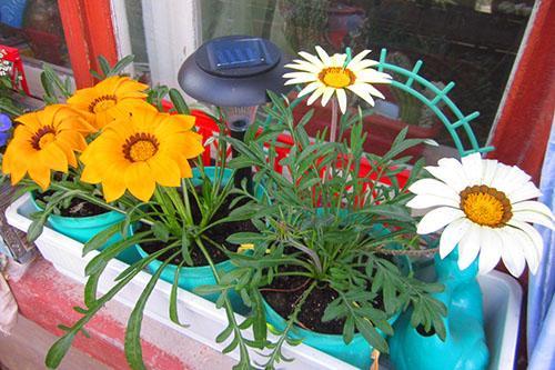 gazania en el alféizar de la ventana