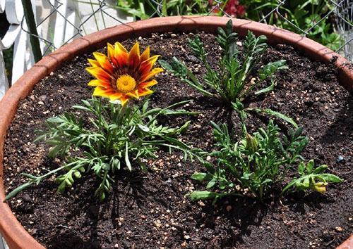 suelo nutritivo para gazania