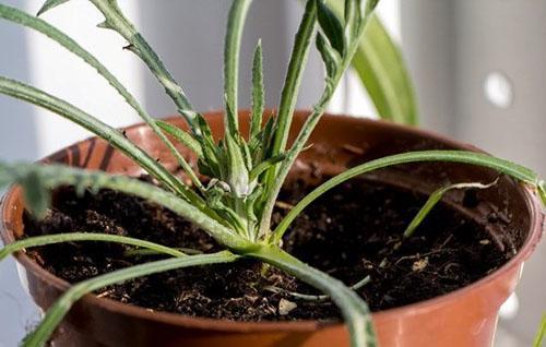 gazania en una olla