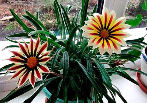 alimentando gazania