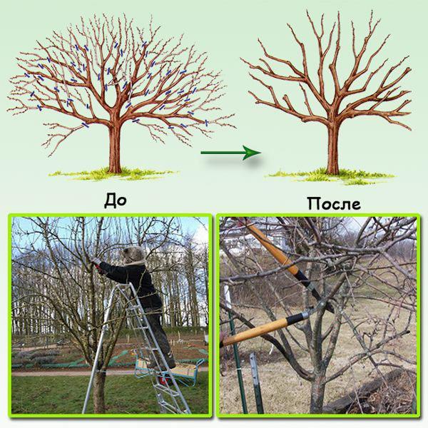tailler un arbre mature