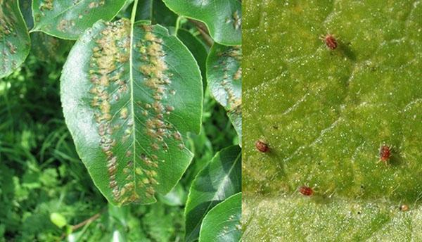 parasites sur la poire