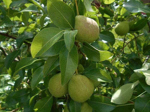 poire mûrit rosée d'août