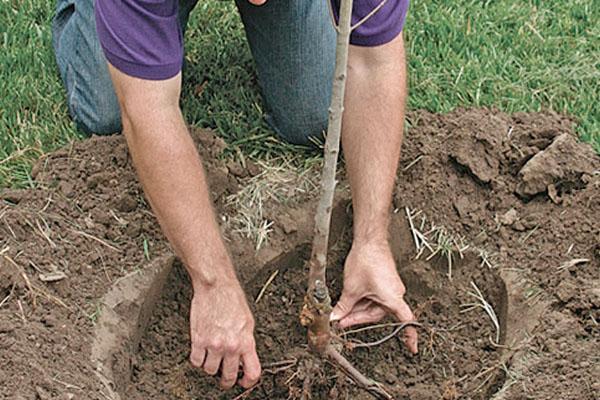 plantar una plántula de pera