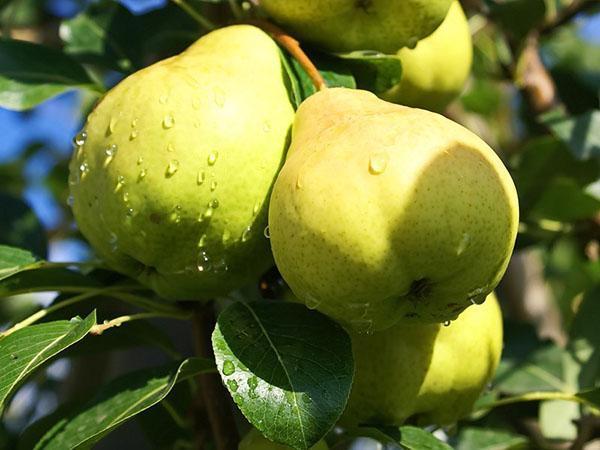 plantation et entretien des poires rosée d'août